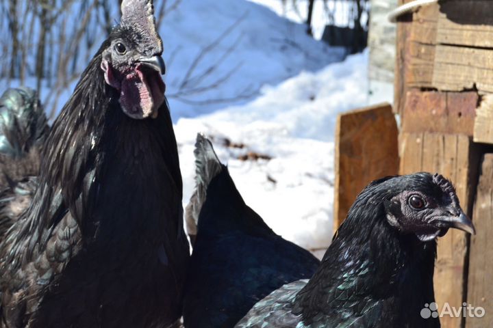Инкубационное яйцо ухилюй и смесь пород