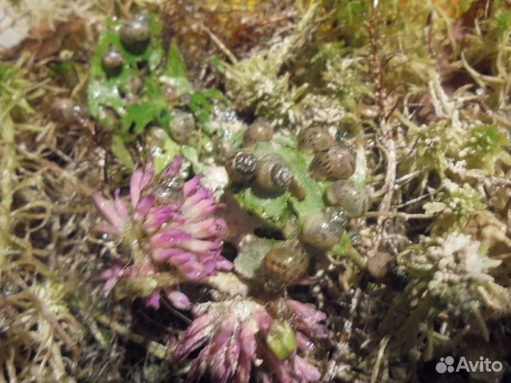 Улитки занзибарики