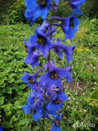 Дельфиниум синий