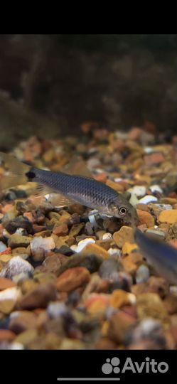 Водорослеед