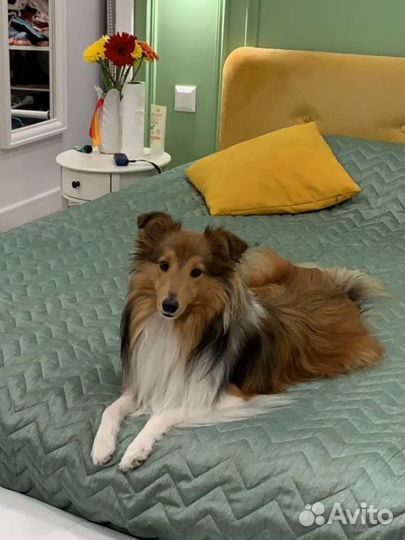 Шелти вязка