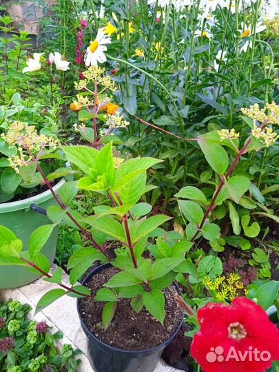 Гортензия саженцы