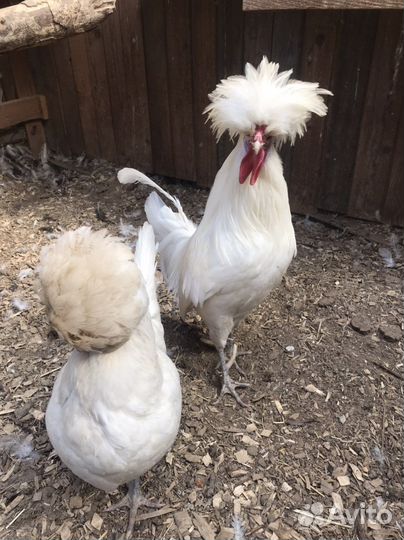 Падуан голландские белохохлые павловские