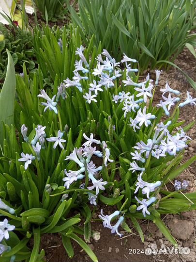 Гиацинт дикий