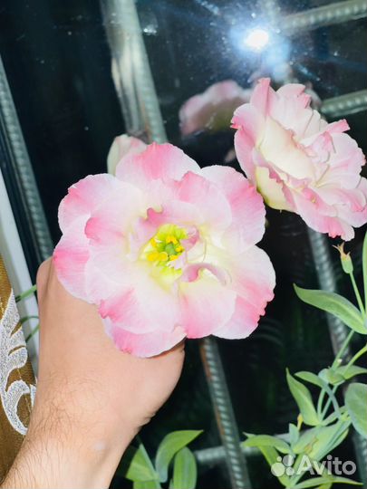 Рассада эустомы