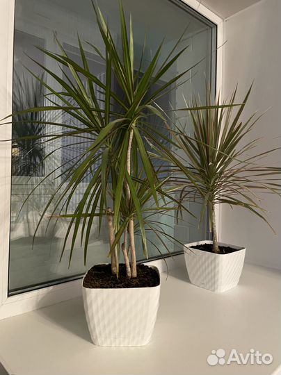 Пальмы/драцены/цветок для офиса/цветок для дома