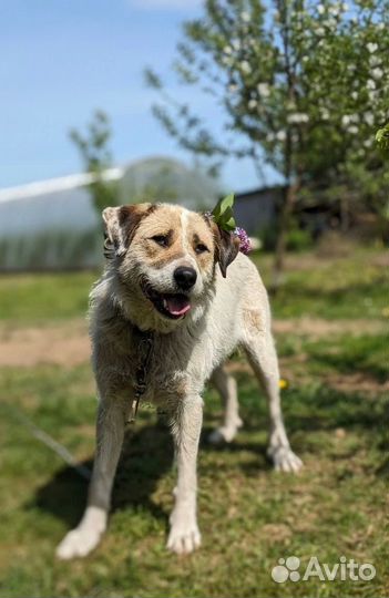 Красотка Макси