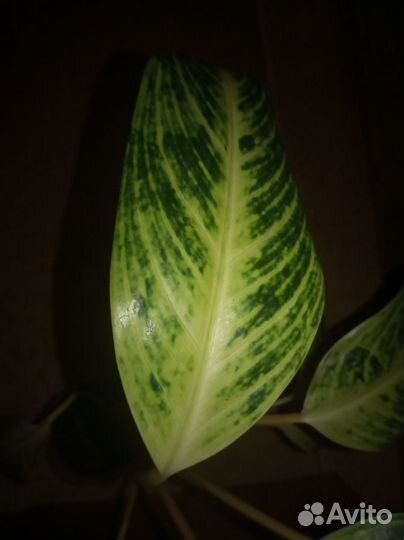 Аглаонема King Of Siam Сиамский король