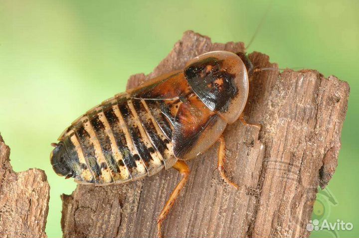 Аргентинские тараканы