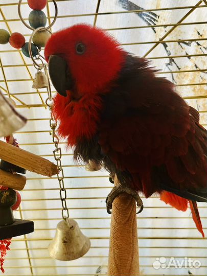 Эклектус, Благородный Попугай