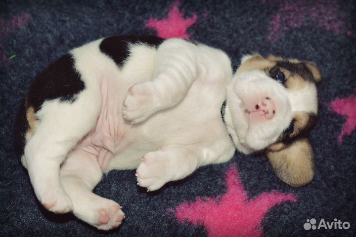 Щенки бигля
