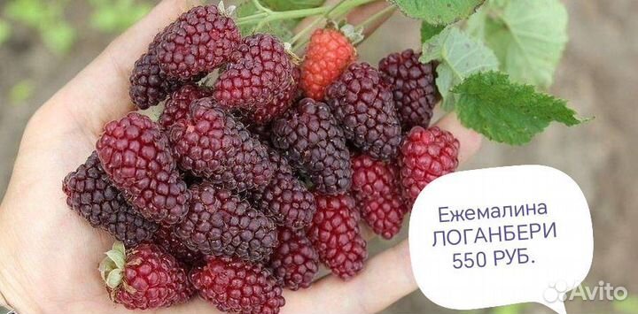 Саженцы ежевики,малины,ежемалина,дерево малина