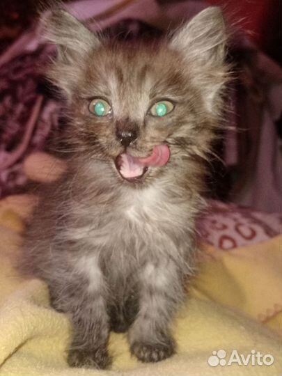 Кошечка 7месяцев