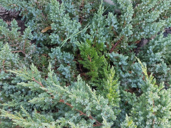 Хвойные растения