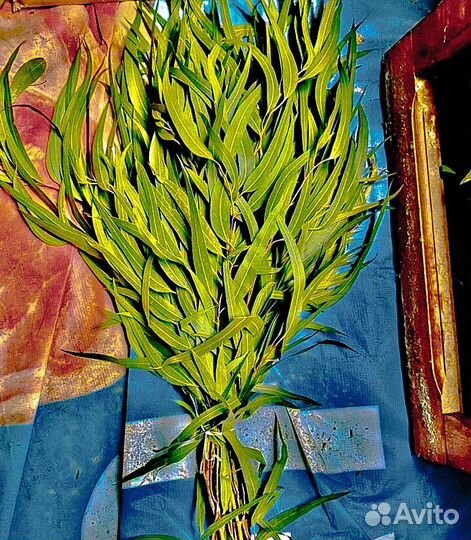 Эвкалипт для бани