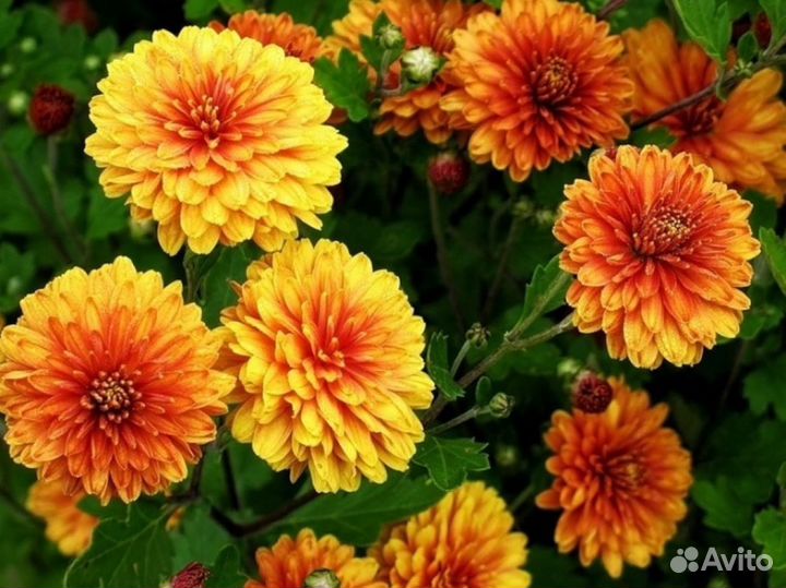 Хризантемы / многолетние цветы