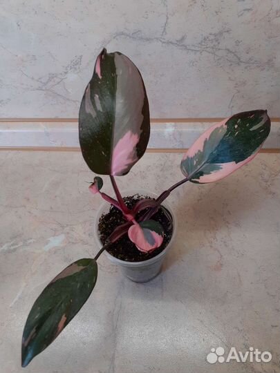 Филодендрон Розовая принцесса