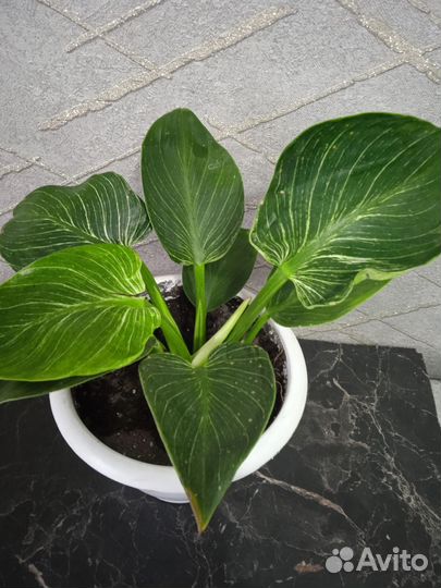 Филодендрон биркин
