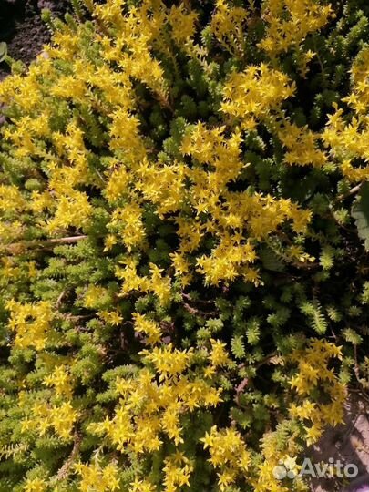 Седум, колокольчик, календулы, хоста