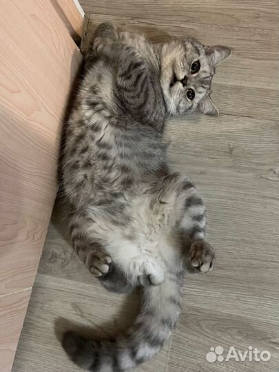 Шотландский кот вязка