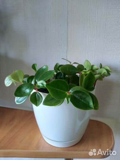 Фикусы, эуфорбия, драцена и др