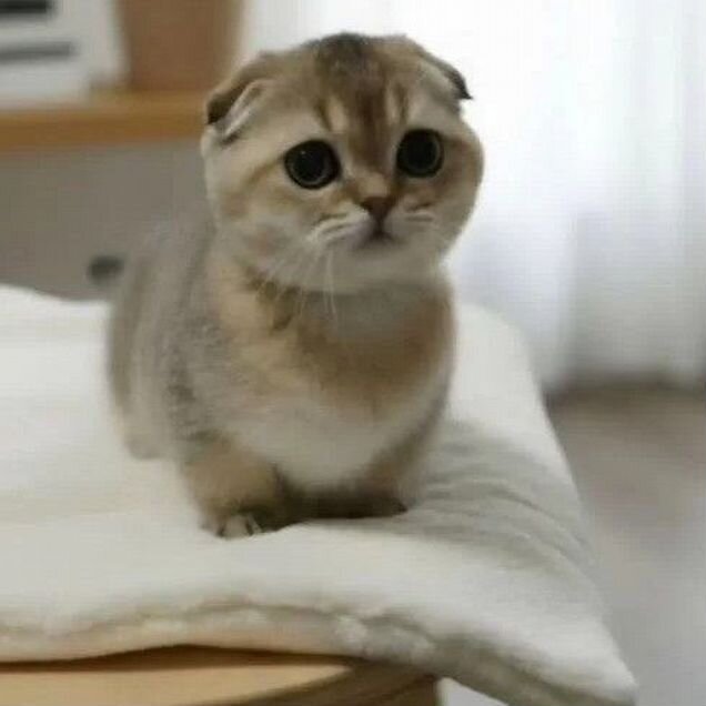 Манчкин котёнок