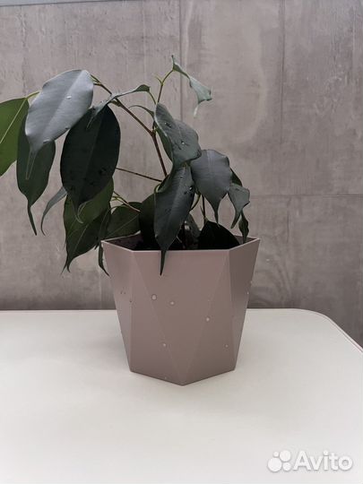 Фикус бенджамина