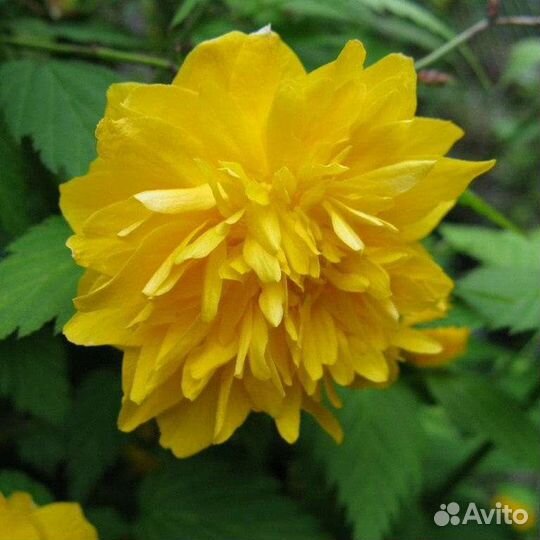 Керия японская Пленифлора