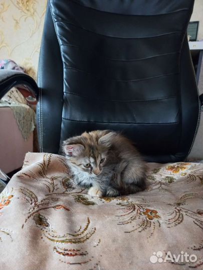 Кошка в дар бесплатно