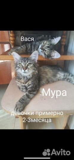 Кошки