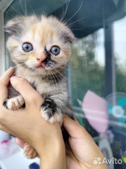 Котята скоттиш фолд