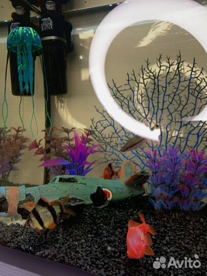 Аквариум 60л с рыбками и комплектом оборудования
