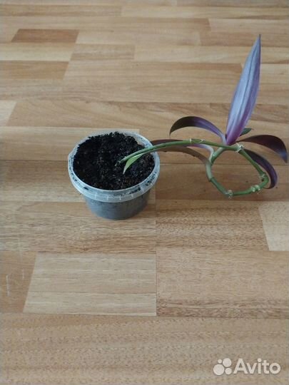 Традесканция рео