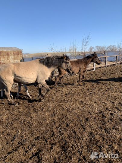 Продажа лошадей