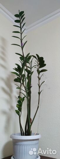 Замиокулькас высота 90 см (долларовое дерево)