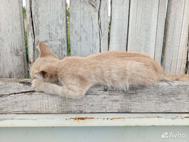 Котёнок вроде девочка