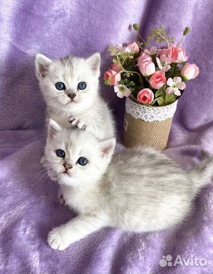 Серебристая девочка