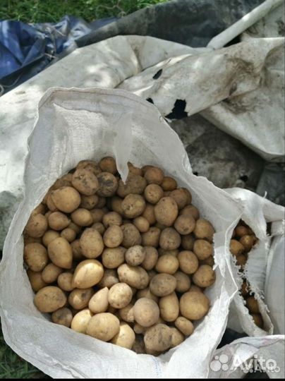Продам мелкий картофель