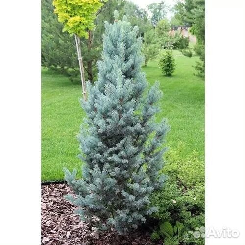 Ель голубая крупномер