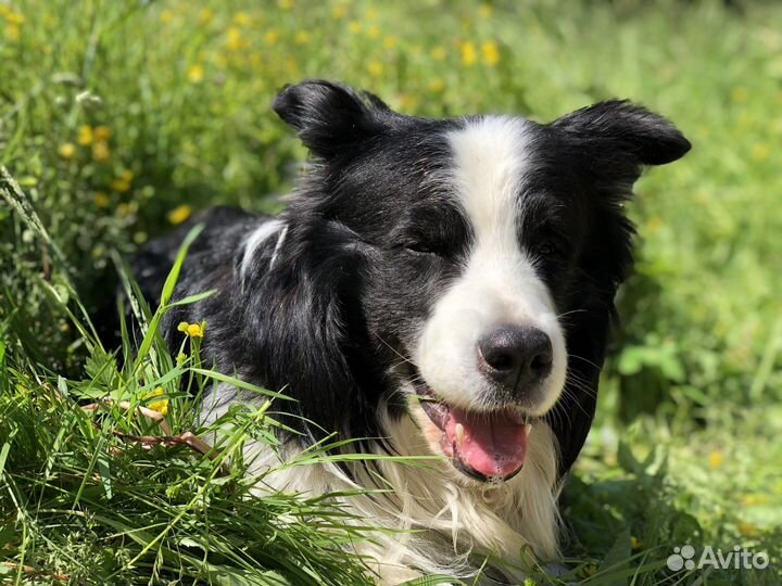 Бордер-колли для вязки