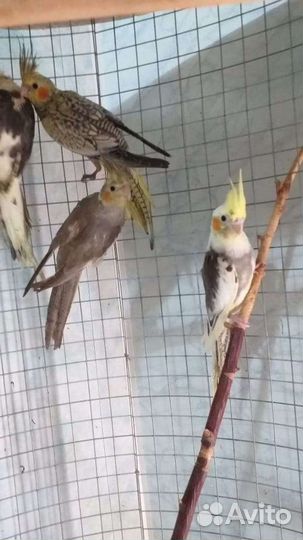 Попугай карелла