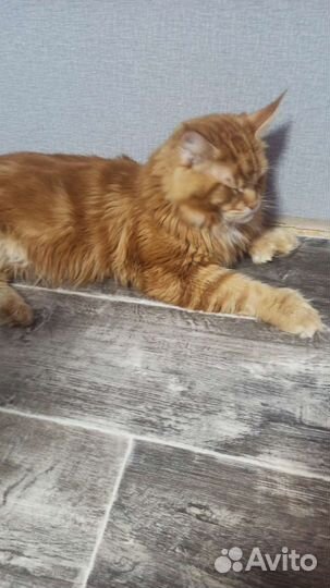 Мейн-кун вязка