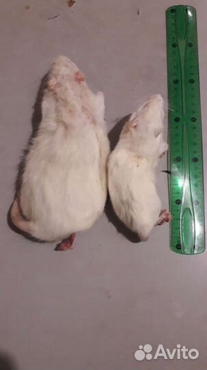 Кормовые крысы и мыши