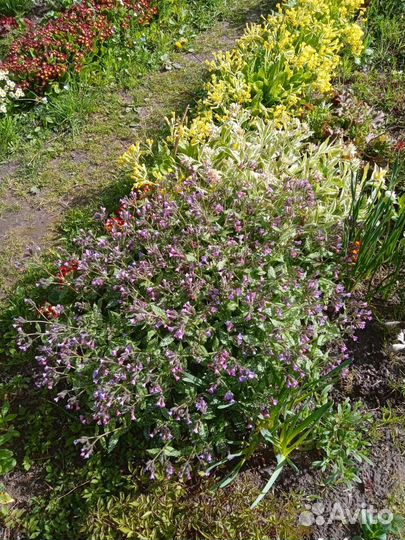 Медуницы и бруннера