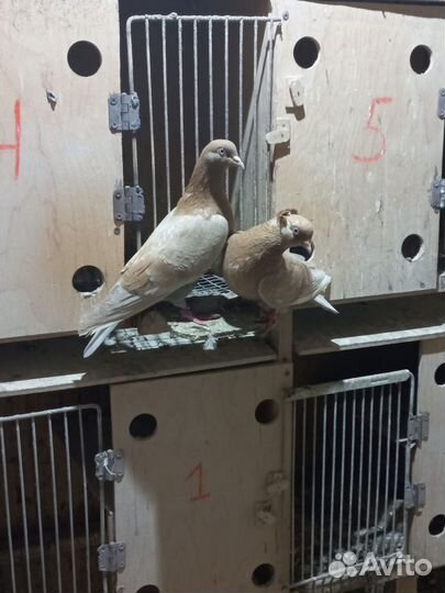 Голуби бакинцы