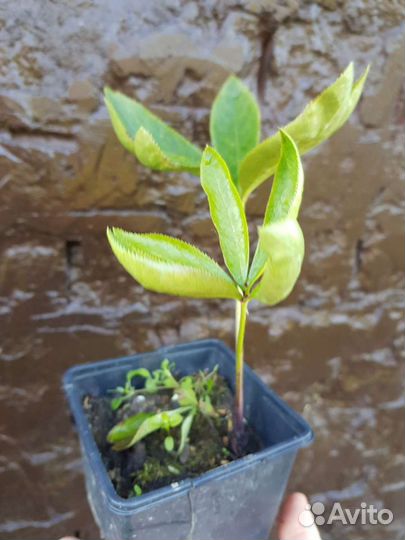 Морозник(многолетник)