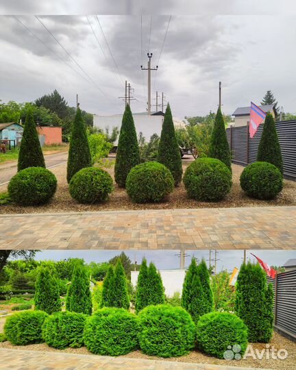 Формирование и стрижка туй, можжевельник, изгородь