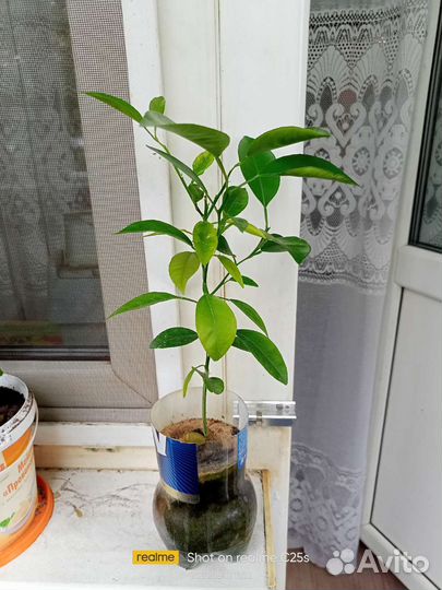 Лимонное дерево