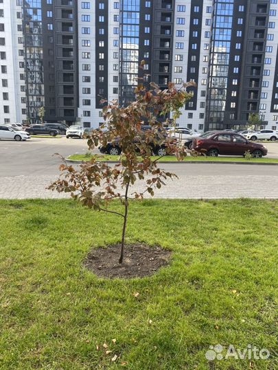 Продам яблоню роялти