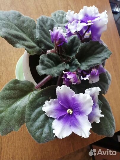 Фиалки (листики на срез)